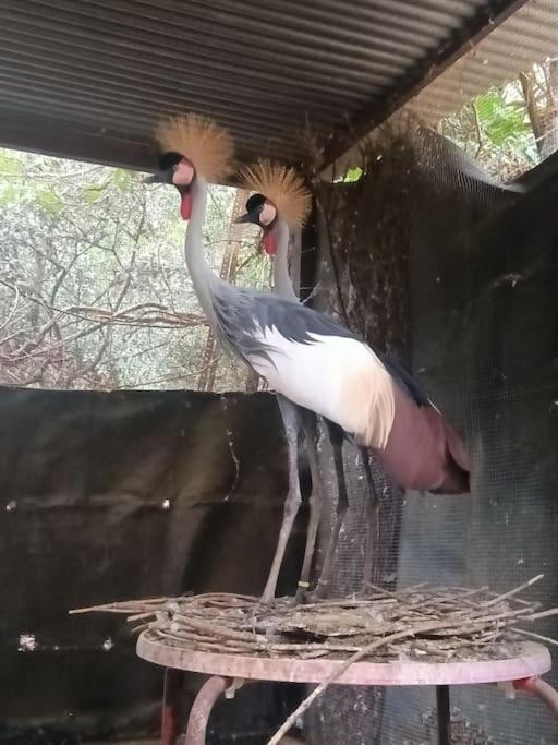 Casa Rural En El Campo Con Animales, Piscina Y Barbacoa Almodóvar del Río Екстериор снимка