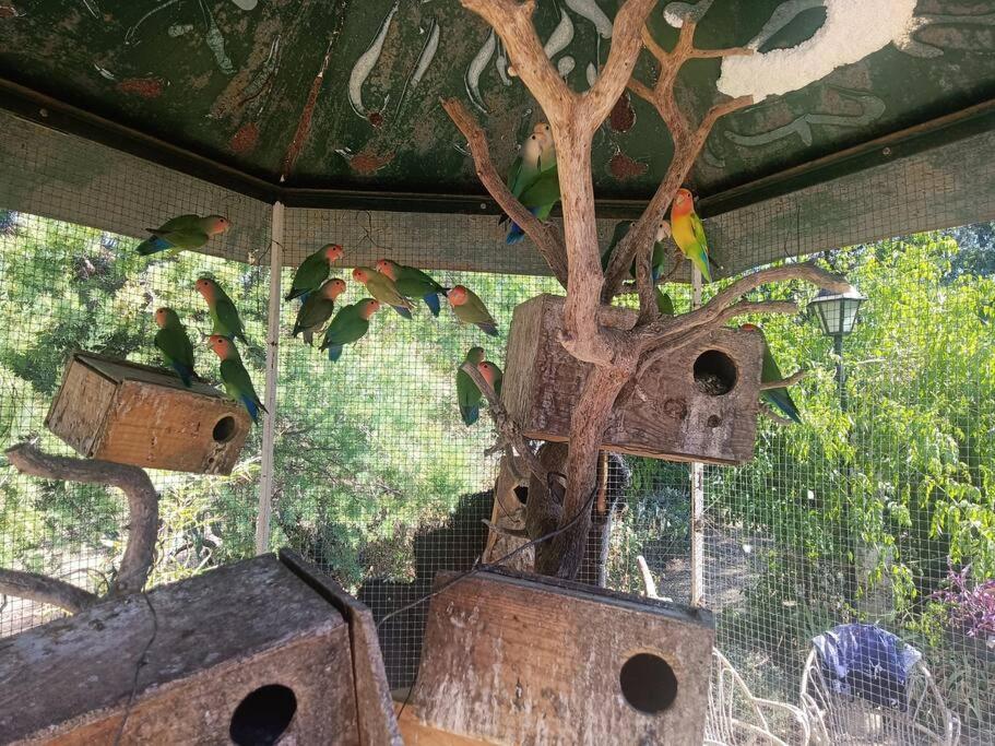 Casa Rural En El Campo Con Animales, Piscina Y Barbacoa Almodóvar del Río Екстериор снимка