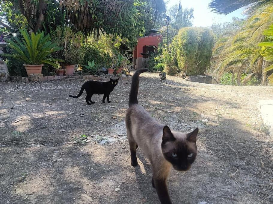 Casa Rural En El Campo Con Animales, Piscina Y Barbacoa Almodóvar del Río Екстериор снимка